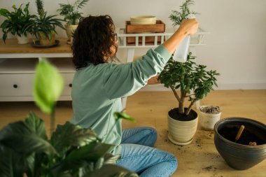Woman grows potted plants at home watering and take care flowers - gardening and houseplant care
