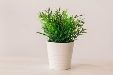 Metnin için boş beyaz duvar arkaplanındaki yeşil bitki - botanik ve saksı bitkisi