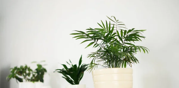 Collection Various Home Plants Home Gardening Greenery Interior Design Plants — Stock Photo, Image