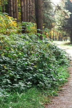 Yeşil çalılıkların arasında, yaz ormanlarında yol. Park ve manzara