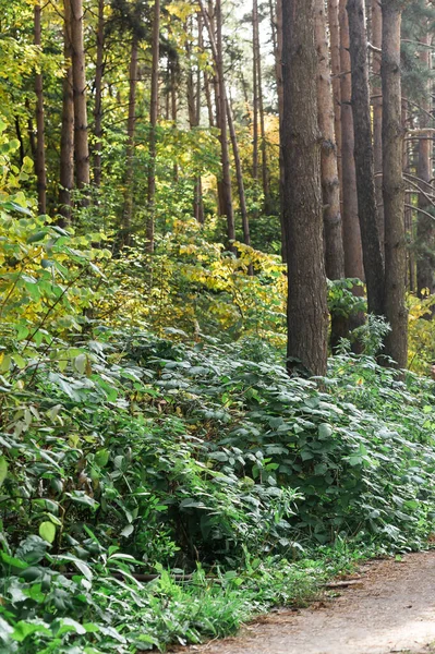 stock image Path in the summer forest among the green bush close-up. Park and landscape