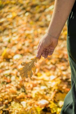 Kadın, sonbahar mevsiminde elinde sarı meşe yaprağını tutuyor. Sonbahar ve doğa.
