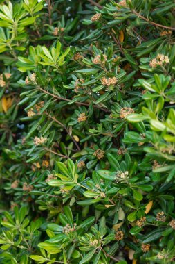 Yeşil yapraklar ya da doğal çalı duvarı. Kopyalama alanı olan sosyal ağlar için dikey arkaplan ve reklam kavramı için boş yer