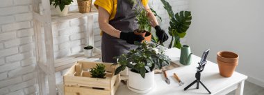 Relaxing home gardening. Smiling middle aged woman in black gloves with potted plant records gardening video blog in modern house - blogging and florist vlog influencer.