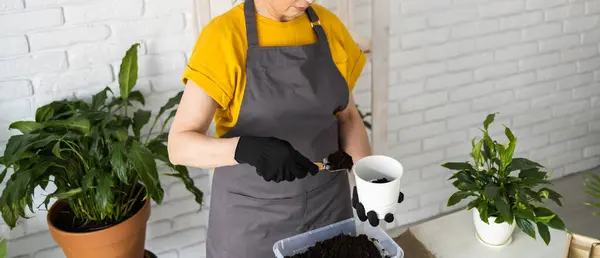 Gardening Home Woman Replanting Green Plant Home Potted Green Plants — Stockfoto
