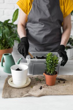 Spring Houseplant Bakım evi, saksı bitkileri. Bahar için Salon Bitkileri Uyanmak. Kadın evdeki yeni çömleğe bitki naklediyor. Bahçıvan nakil tesisi Spatthiphyllum