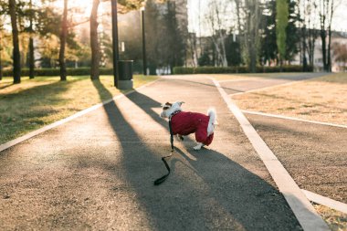 Sonbahar parkında yürüyen takım elbiseli şirin Jack Russell 'ın yakın plan portresi. Yavru köpek süveter giyiyor.