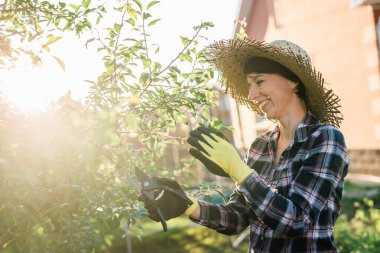 Neşeli beyaz kadın bahçıvan bahçedeki elma ağacını incelerken ağaçtan gereksiz dal ve yapraklar kesiyor..