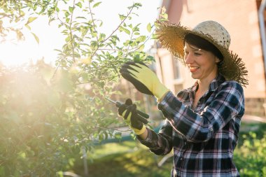 Neşeli beyaz kadın bahçıvan bahçedeki elma ağacını incelerken ağaçtan gereksiz dal ve yapraklar kesiyor..
