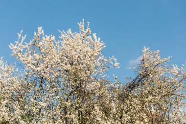 Bulanık doğa arka planında kiraz ya da elma ağacı çiçek açar. Bahar çiçekleri ve mavi gökyüzü