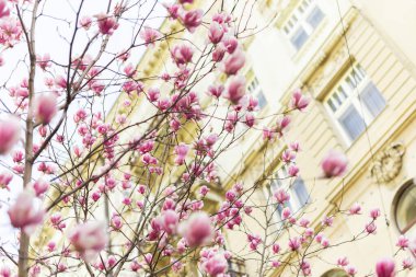 Sokaklarda ve evlerin avlularında çiçek açan pembe manolyalar. Pembe çiçekli manolya ağacı.