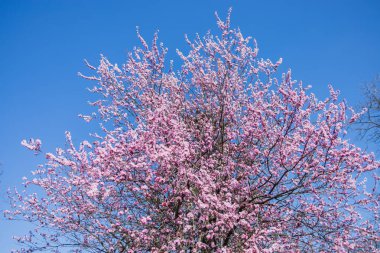 Baharda Japon kiraz ağacı. Mavi baharda gökyüzünde Sakura. arkaplan kopyalama alanı ve reklam arkaplanı için boş alan.