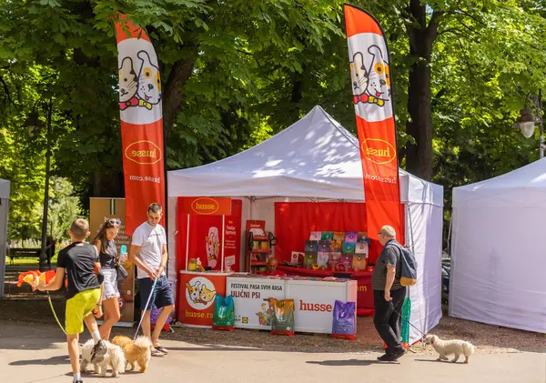Ιουνίου 2023 Βελιγράδι Σερβία Καθαρόαιμα Σκυλιά Και Σκυλιά Του Δρόμου Εικόνα Αρχείου