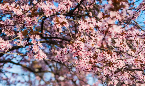 Mavi gökyüzünün altındaki ağaçta pembe kiraz çiçeklerinin güzel dallarının seçici odak noktası, bahar mevsiminde parkta Sakura çiçekleri, fotokopi alanı olan doğa çiçekleri. Çiçek açıyor