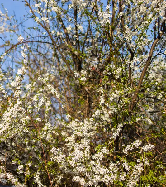 Grădină Cireșe Mere Înflorite Împotriva Cerului Albastru Deschis Înflorire Primăvară — Fotografie, imagine de stoc