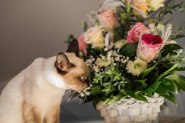 Aç siyam kedisi portresi. Yavru kedi ağzını yalıyor ve evde çiçekli sepetin arkasında abur cubur bekliyor..