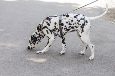 Parktaki portrede yürüyüş için sevimli Dalmaçyalı köpek. Hayvan konsepti.