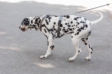 Parktaki portrede yürüyüş için sevimli Dalmaçyalı köpek. Hayvan konsepti.