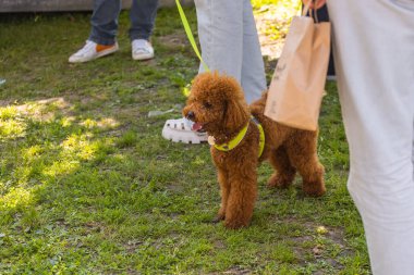 Çimlerin üzerinde küçük çikolata kanişi. Doğada evcil hayvan. Oyuncak gibi şirin bir köpek..