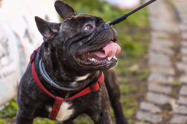 Bir Fransız bulldog 'unun portresi ağzını açar ve dili dışarı sarkmıştır. Evcil hayvan ve safkan köpek.