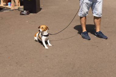 Jack Russell Terrier ve hayvan sahibi yerde oturuyor..