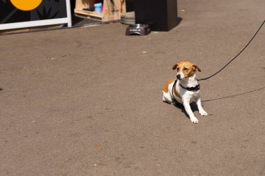 Jack Russell Terrier ve hayvan sahibi yerde oturuyor..