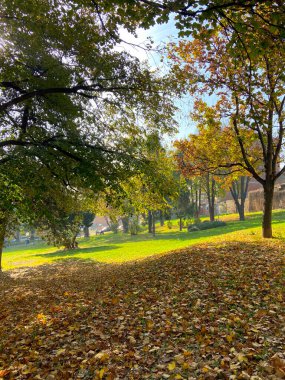 Sonbahar şehri manzarası. Güneşli sonbahar parkındaki sonbahar ağaçları ön planda güneş ışığı ve düşen akçaağaç yapraklarıyla aydınlanır. Sonbahar şehir parkı sahnesi