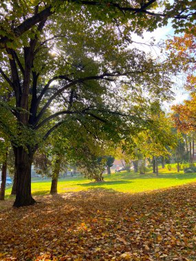 Güneşli bir günde ekim ayında sonbahar parkı, kırmızı akçaağaç yaprakları ve meşe yapraklarıyla dolu bir patika. Parktaki güzel, parlak doğal manzara, mevsimler, altın sonbahar mevsimi, yürüyüş daveti.
