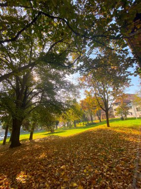 Sonbahar şehri manzarası. Güneşli sonbahar parkındaki sonbahar ağaçları ön planda güneş ışığı ve düşen akçaağaç yapraklarıyla aydınlanır. Sonbahar şehir parkı sahnesi