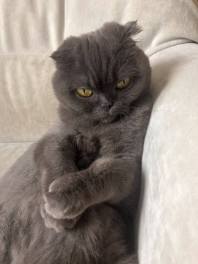 Tembel Gri Kedi İskoç katını evdeki kanepede, rahat evcil hayvan.