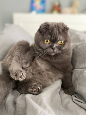 Tembel Gri Kedi İskoç katını evdeki kanepede, rahat evcil hayvan.