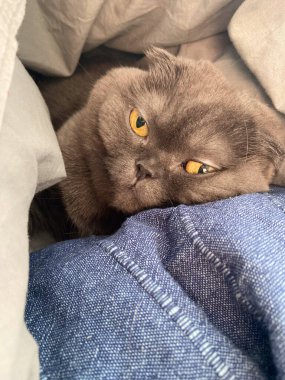 Tembel Gri Kedi İskoç katını evdeki kanepede, rahat evcil hayvan.