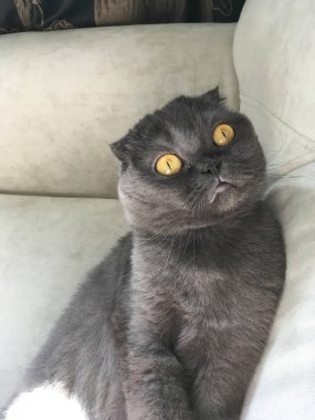 Şaşırmış, sarı gözlü İskoç kedisi, meraklı bir şekilde içeride oturuyor, masum ve meraklı bir bakışla çevresinden büyüleniyor..