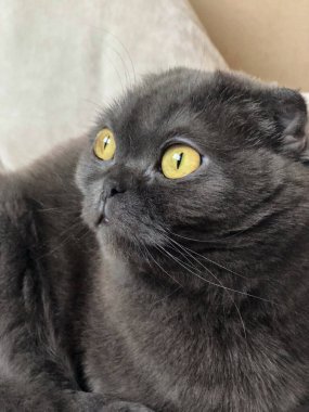 Şaşırmış, sarı gözlü İskoç kedisi, meraklı bir şekilde içeride oturuyor, masum ve meraklı bir bakışla çevresinden büyüleniyor..