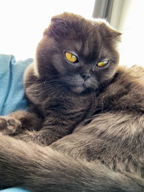 Tembel, şişko, gri kedi, İskoç, evcil hayvan..