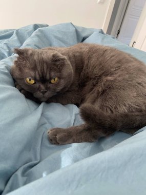 Tembel, şişko, gri kedi, İskoç, evcil hayvan..