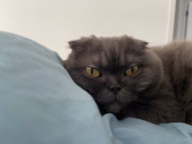 Tembel, şişko, gri kedi, İskoç, evcil hayvan..