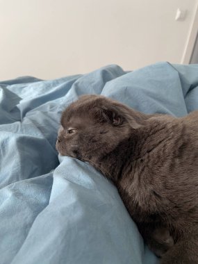 Tembel, şişko, gri kedi, İskoç, evcil hayvan..