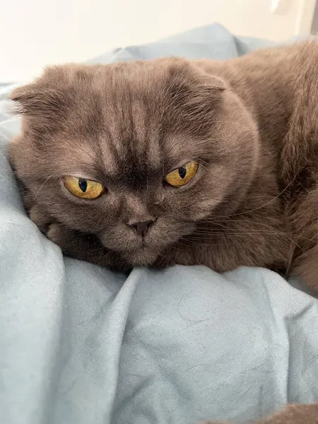 Tembel, şişko, gri kedi, İskoç, evcil hayvan..