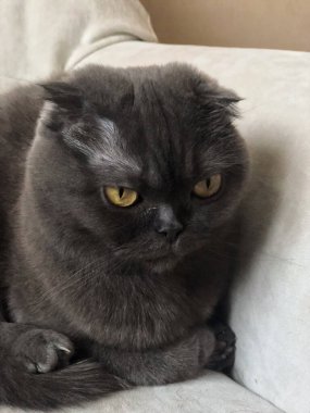 Ayırt edici kıvrımlı kulakları ve çarpıcı kehribar gözleri olan bir İskoç kedisi evde dikkatlice oturur. Safkan hayvan..