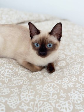 Evde mavi gözlü Siyam kedisi. Evcil hayvan ve safkan kedi kavramı.