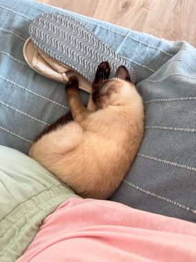 Küçük bir siyam kedisi mavi bir ekose üzerinde örülmüş iplik yumakları içinde uyur. Yüksek kalite fotoğraf