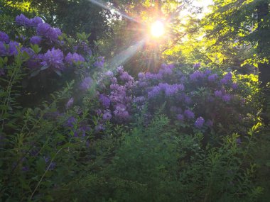 Güzel mor leylak çiçeği çalısı bahar arka planında parkta çiçek açıyor..