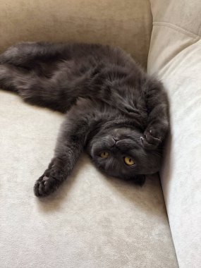 Bej bir kanepeye baş aşağı uzanmış, evde evcil hayvan gibi oynayan İskoç bir kedi. Aile saadeti, rahatlık ve rahatlama kavramı.