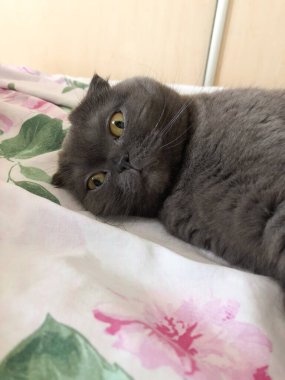 Oyuncu gri İskoç kedisi yatakta baş aşağı yatıyor, evcil hayvanı evde. Aile saadeti, rahatlık ve rahatlama kavramı.