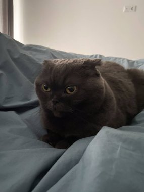 Oyuncu gri İskoç kedisi yatakta baş aşağı yatıyor, evcil hayvanı evde. Aile saadeti, rahatlık ve rahatlama kavramı.