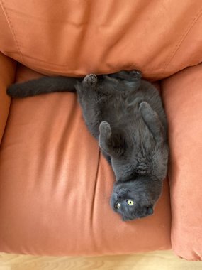 Oyuncu, gri bir İskoç kedisi koltuğa baş aşağı uzanmış, evcil hayvanı evde. Aile saadeti, rahatlık ve rahatlama kavramı.