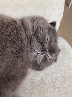 Huzurlu gri İskoç kedisi evde yumuşak bir yüzey üzerinde uyuyor. Rahatlama, rahatlama, evcil hayvan ve rahat ev konsepti.