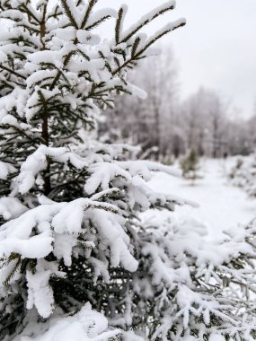 Sakin kış sahnesi, sakin bir orman ortamında karla kaplı yeşil bir ağacın güzelliğini yakalar. Dallarda kar ve sakin bir kış gününün huzuru. Sakin doğa ve soğuk kış mevsimi