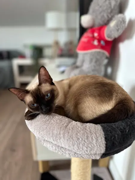 stock image Graceful siamese cat relaxing on a plush pet perch. Tranquility of a pets leisure time in warmth of a peaceful home setting. Purebred cat concept.